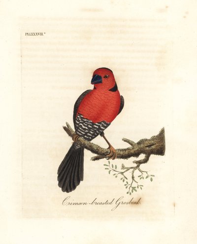 Picogordo de pecho carmesí. Especie desconocida o posiblemente extinta de picogordo nativa de África. Grabado en cobre coloreado a mano dibujado y grabado por John Latham de su propia A General History of Birds, Winchester de John Latham