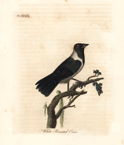 Grajo dauriano, Corvus dauuricus. Grabado a mano coloreado por John Latham de su propia A General History of Birds, Winchester de John Latham
