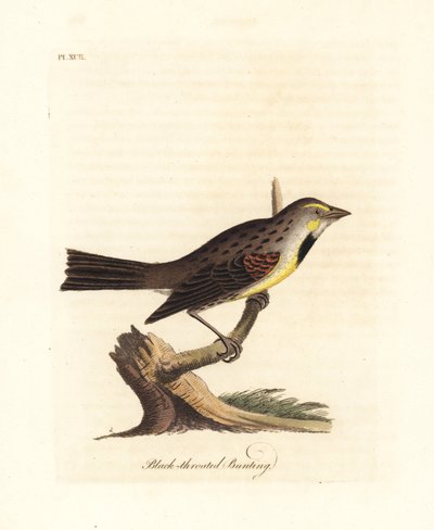 Dickcissel, Spiza americana (Escribano de garganta negra, Emberiza americana). Grabado en cobre coloreado a mano dibujado y grabado por John Latham de su propia Historia General de las Aves, Winchester de John Latham