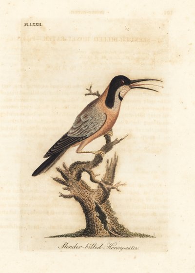 Spinebill oriental, Acanthorhynchus tenuirostris. Australia. Grabado a mano coloreado por John Latham de su propia Historia General de las Aves, Winchester de John Latham