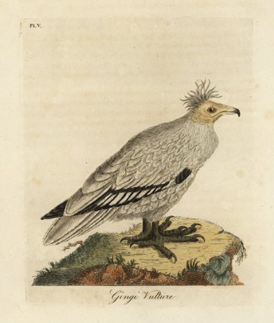 Alimoche, Neophron percnopterus ginginianus.1824 (grabado) de John Latham