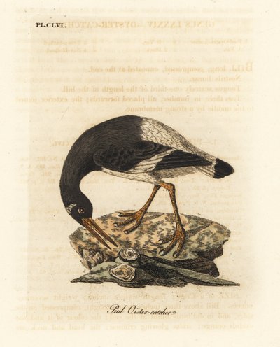Ostrero euroasiático, Haematopus ostralegus. Grabado a mano coloreado de cobre de John Latham de su propia Historia General de las Aves, Winchester de John Latham