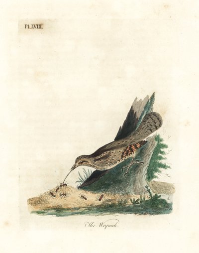 Torcecuello euroasiático, Jynx torquilla. Grabado a mano coloreado por John Latham de su propia Historia General de las Aves, Winchester de John Latham