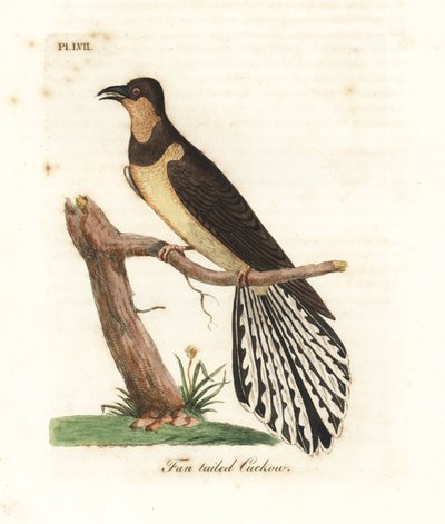 Cuco de cola de abanico, Cacomantis flabelliformis (Cuco de cola de abanico, Cuculus flabelliformis). Grabado en cobre coloreado a mano dibujado y grabado por John Latham de su propia Historia General de las Aves, Winchester de John Latham