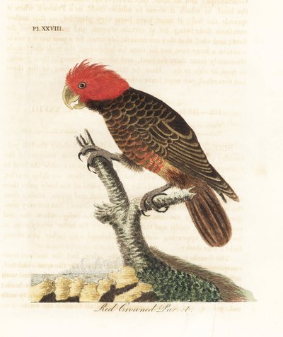 Cacatúa gang-gang, Callocephalon fimbriatum. Grabado a mano en cobre por John Latham de su propia A General History of Birds, Winchester de John Latham