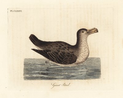 Petrel gigante, Macronectes giganteus (como Precellaria gigantea, error por Procellaria gigantea). Grabado en cobre coloreado a mano dibujado y grabado por John Latham de su propia Historia General de las Aves, Winchester de John Latham
