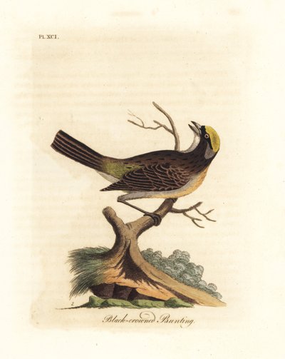 Gorrión coronado de oro, Zonotrichia atricapilla (Emberiza atricapilla de corona negra). Grabado en cobre coloreado a mano dibujado y grabado por John Latham de su propia A General History of Birds, Winchester de John Latham