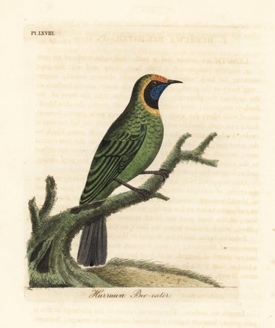 Ave de hoja de frente dorada, Chloropsis aurifrons. Grabado a mano coloreado de cobre de John Latham de su propia Historia General de las Aves, Winchester de John Latham
