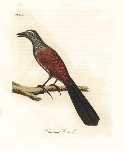 Cucal mayor o faisán cuervo, Centropus sinensis. Grabado a mano coloreado por John Latham de su propia A General History of Birds, Winchester de John Latham