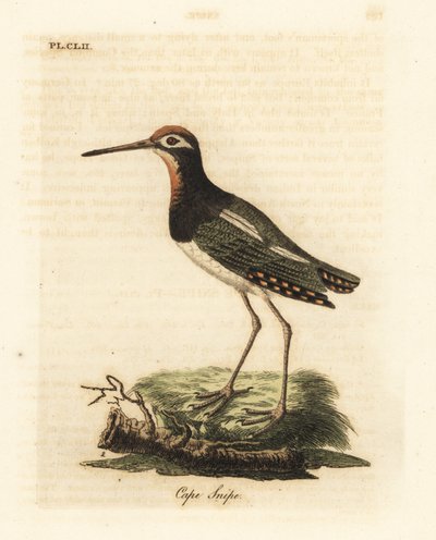Agachadiza mayor, Rostratula benghalensis. Grabado a mano coloreado de cobre de John Latham de su propia Historia General de las Aves, Winchester de John Latham