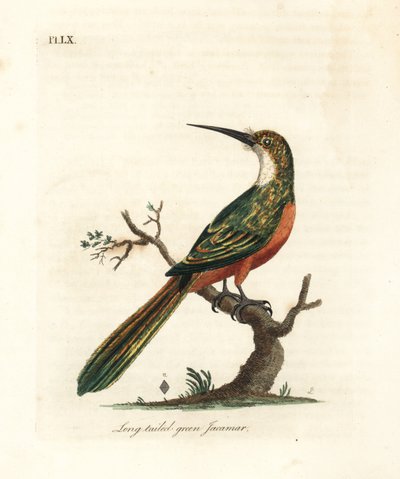 Jacamar de cola verde, Galbula galbula. Grabado a mano coloreado por John Latham de su propia A General History of Birds, Winchester de John Latham