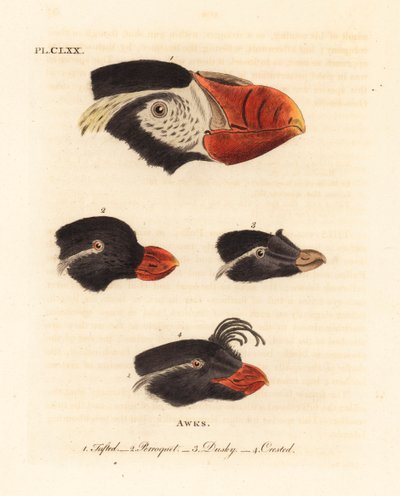 Cabezas del frailecillo copetudo, Fratercula cirrhata 1, alca loro, Aethia psittacula 2, y alca crestada, Aethia cristatella 3,4. (Frailecillo copetudo, Alca cirrhata 1, alca loro, Alca psittacula 2, alca oscura, Alca tetracula 3, y alca crestada, Alca cri de John Latham