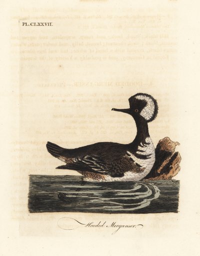 Serreta capuchona, Lophodytes cucullatus (Mergus cucullatus). De A General History of Birds, Winchester de John Latham