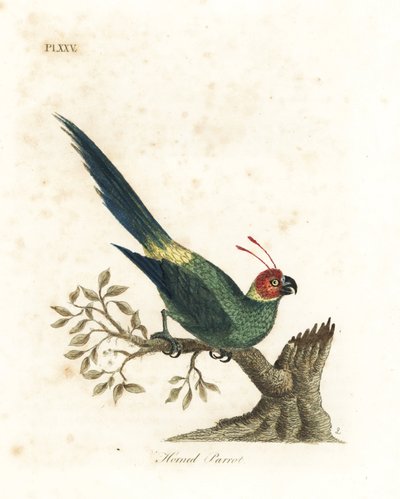 Periquito cornudo, Eunymphicus cornutus. Vulnerable (Loro cornudo, Psittacus bisetis). De A General History of Birds, Winchester de John Latham