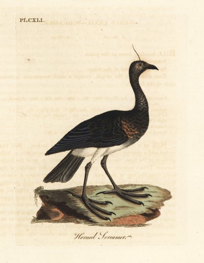 Chillón cornudo, Anhima cornuta (Palamedea cornuta). Grabado en cobre coloreado a mano dibujado y grabado por John Latham de su propia Historia General de las Aves, Winchester de John Latham
