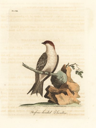 Golondrina de acantilado india, Petrochelidon fluvicola. (Golondrina de cabeza rufa, Hirundo indica.) Grabado en cobre coloreado a mano dibujado y grabado por John Latham de su propia Historia General de las Aves, Winchester de John Latham