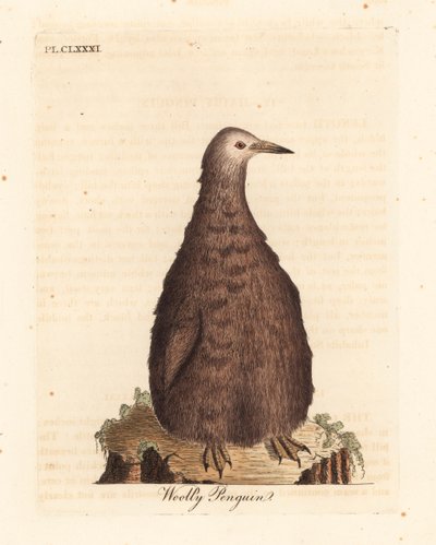 Pingüino rey, Aptenodytes patagonicus, juvenil. Grabado a mano coloreado de cobre de John Latham de su propia Historia General de las Aves, Winchester de John Latham