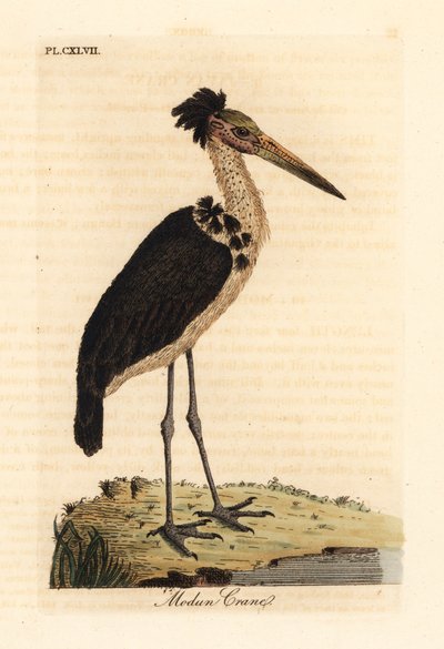 Marabú menor, Leptoptilos javanicus. Vulnerable. (Cráneo de Modun.) Grabado en cobre coloreado a mano dibujado y grabado por John Latham de su propia A General History of Birds, Winchester de John Latham