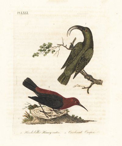 Akialoa menor, Hemignathus obscurus (extinto) y myzomela cardenal, Myzomela cardinalis. (Mielero verde de pico ganchudo, Certhia obscura, nativo de Hawái, y mielero cardenal, Certhia cardinalis, nativo de Tanna, Vanuatu). de John Latham