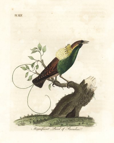 Ave del paraíso magnífica, Diphyllodes magnificus (Paradisea magnifica). Grabado en cobre coloreado a mano dibujado y grabado por John Latham de su propia Historia General de las Aves, Winchester de John Latham