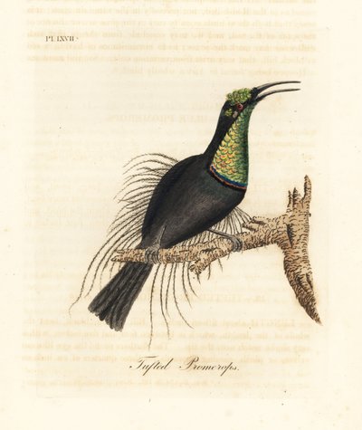 Ave fusil magnífica, Ptiloris magnificus. Dibujado de un espécimen en el Museo de Bullock. Grabado a mano coloreado de cobre de John Latham de su propia Historia General de las Aves, Winchester de John Latham