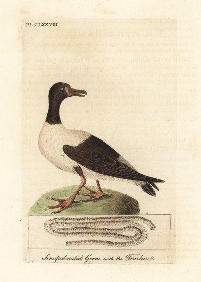 Ganso urraca, Anseranas semipalmata, y detalle anatómico de su tráquea. (Pato semipalmeado, Anas semipalmatus.) Grabado en cobre coloreado a mano dibujado y grabado por John Latham de su propia A General History of Birds, Winchester de John Latham