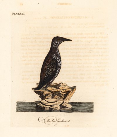 Murrelete jaspeado, Brachyramphus marmoratus. En peligro. (Murrelete jaspeado, Uria marmorata). De A General History of Birds, Winchester de John Latham