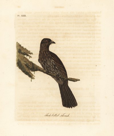 Piopio de la Isla Sur de Nueva Zelanda, Turnagra capensis. Extinto. (Zorzal de pico grueso, Turdus crassirostris). Grabado en cobre coloreado a mano dibujado y grabado por John Latham de su propia Historia General de las Aves, Winchester de John Latham