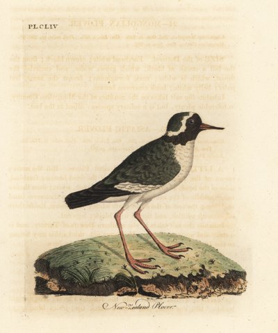 Chorlito de Nueva Zelanda, Charadrius obscure. Grabado a mano coloreado de cobre de John Latham de su propia Historia General de las Aves, Winchester de John Latham