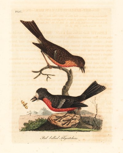 Petirrojo del Pacífico de Norfolk, Petroica multicolor multicolor. Grabado a mano coloreado por John Latham de su propia Historia General de las Aves, Winchester de John Latham