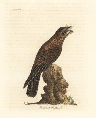 Potoo del norte, Nyctibius jamaicensis. Grabado a mano en cobre por John Latham de su propia A General History of Birds, Winchester de John Latham