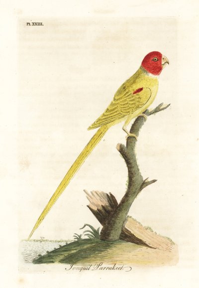 Loro de hombros oliva o loro narciso, Aprosmictus daffodil. Grabado a mano coloreado por John Latham de su propia Historia General de las Aves, Winchester de John Latham