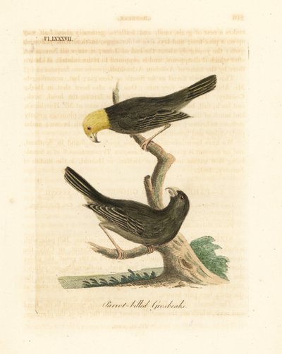 Or, Psittirostra psittacea, macho (arriba) y hembra. En peligro crítico, posiblemente extinta. (Picogordo de pico de loro, Loxia psittacea). Grabado en cobre coloreado a mano dibujado y grabado por John Latham de su propia A General History of Birds, Winch de John Latham