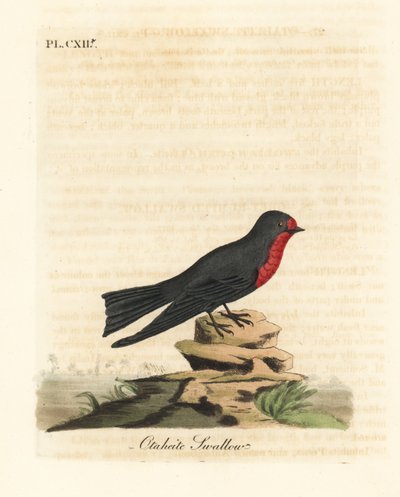 Golondrina del Pacífico, Hirundo tahitica (Golondrina de Otaheite, Hirundo tahitiae). Grabado en cobre coloreado a mano dibujado y grabado por John Latham de su propia A General History of Birds, Winchester de John Latham