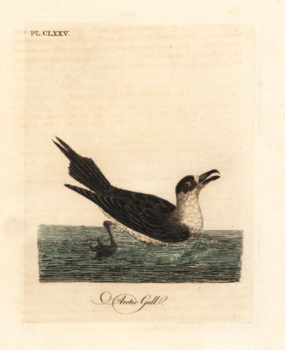 Págalo parásito, Stercorarius parasiticus. Grabado a mano en cobre por John Latham de su propia A General History of Birds, Winchester de John Latham