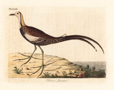 Jacana cola de faisán, Hydrophasianus surgus. Grabado a mano coloreado de cobre de John Latham de su propia Historia General de las Aves, Winchester de John Latham