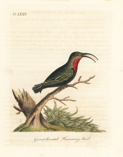 Colibrí de garganta púrpura, Eulampis jugularis. Grabado a mano coloreado de cobre de John Latham de su propia Historia General de las Aves, Winchester de John Latham