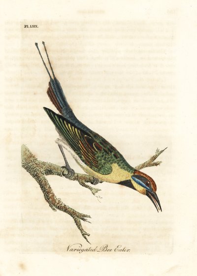 Abejaruco arcoíris, Merops ornatus (Abejaruco variado). Australia. Grabado en cobre coloreado a mano dibujado y grabado por John Latham de su propia Historia General de las Aves, Winchester de John Latham