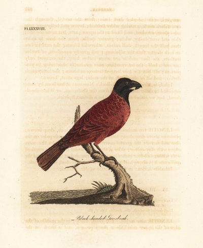 Picogrueso rojo y negro, Periporphyrus erythromelas. Casi amenazado. (Picogrueso de cabeza negra, Loxia erythromelas). De A General History of Birds, Winchester de John Latham