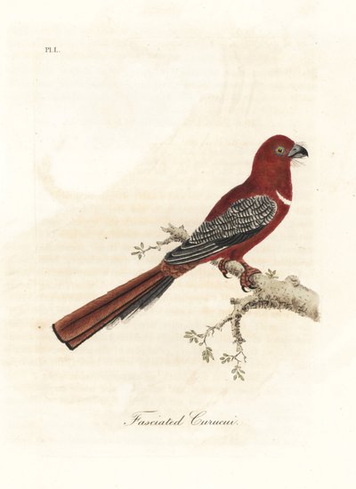 Trogón de cabeza roja, Harpactes erythrocephalus. Grabado a mano coloreado por John Latham de su propia A General History of Birds, Winchester de John Latham