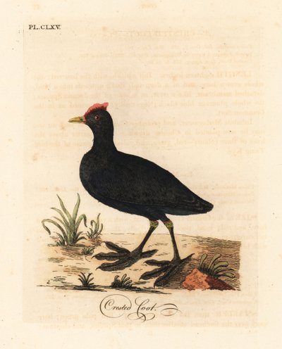 Focha cornuda, Fulica cristata. Grabado a mano coloreado de cobre de John Latham de su propia Historia General de las Aves, Winchester de John Latham