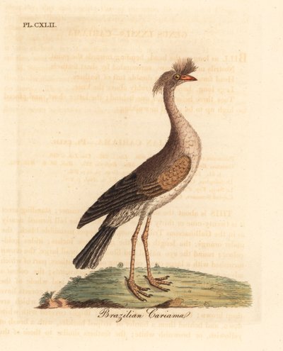 Seriema de patas rojas o cariama crestada, Cariama cristata. Grabado a mano coloreado por John Latham de su propia Historia General de las Aves, Winchester de John Latham