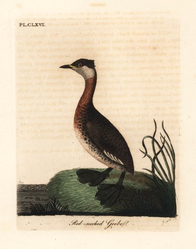 Somormujo cuellirrojo, Podiceps grisegena (Podiceps rubricollis). Grabado en cobre coloreado a mano dibujado y grabado por John Latham de su propia Historia General de las Aves, Winchester de John Latham