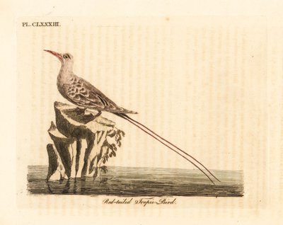 Ave del trópico de cola roja, Phaethon rubricauda (Phaeton phoenicurus). De A General History of Birds, Winchester de John Latham
