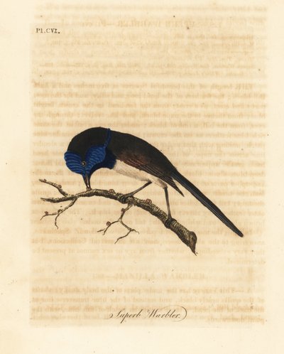Hada de alas rojas, Malurus elegans. Grabado a mano en cobre por John Latham de su propia A General History of Birds, Winchester de John Latham