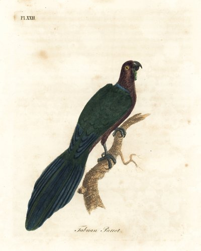 Loro brillante rojo, Pyrrhulopsis tabuensis. Grabado a mano coloreado por John Latham de su propia Historia General de las Aves, Winchester de John Latham