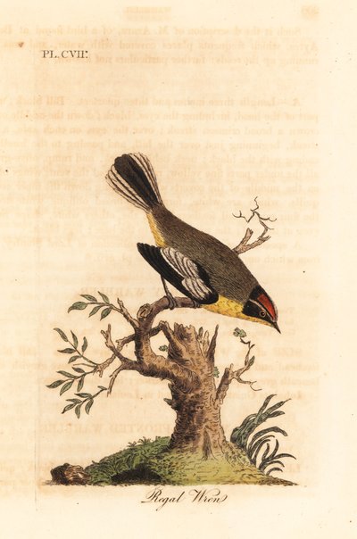 Reyezuelo real. Especie desconocida de reyezuelo de Sudamérica, llamado el Rey por Azara y encontrado en Buenos Aires. Grabado en cobre coloreado a mano dibujado y grabado por John Latham de su propia A General History of Birds, Winchester de John Latham