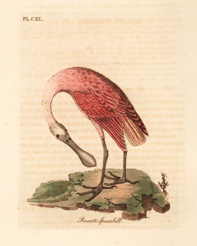 Espátula rosada, Platalea ajaja. Grabado a mano coloreado por John Latham de su propia Historia General de las Aves, Winchester de John Latham