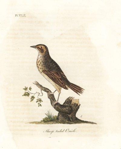 Gorrión de marisma, Ammodramus caudacutus. Vulnerable. Grabado a mano coloreado por John Latham de su propia Historia General de las Aves, Winchester de John Latham