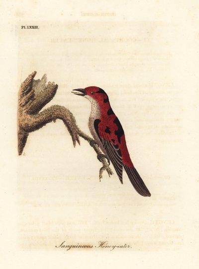 Myzomela escarlata, Myzomela sanguinolenta (Mielero sanguíneo, Certhia sanguinolenta). Australia. Grabado en cobre coloreado a mano dibujado y grabado por John Latham de su propia Historia General de las Aves, Winchester de John Latham